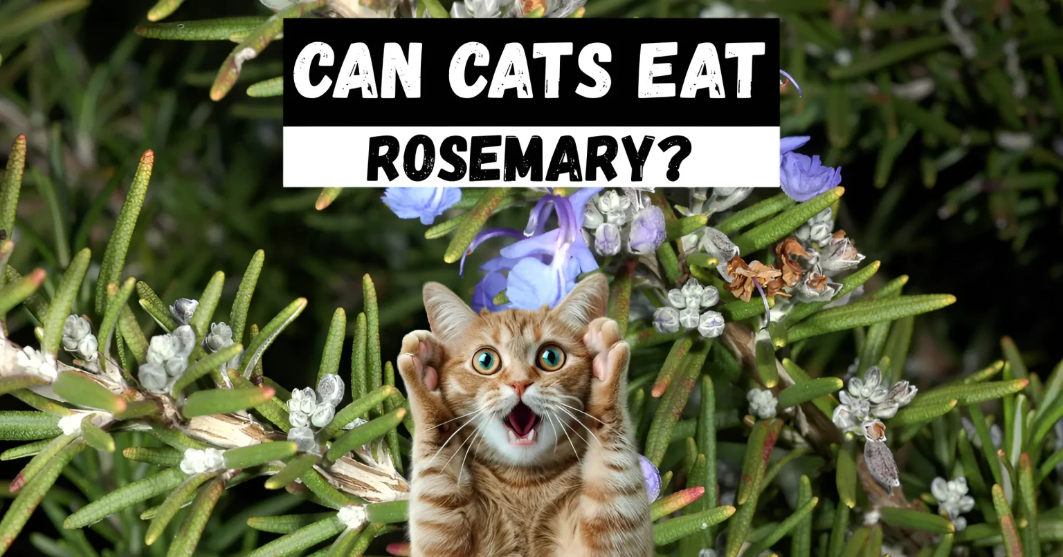 can cats eat rosemary