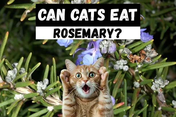 can cats eat rosemary