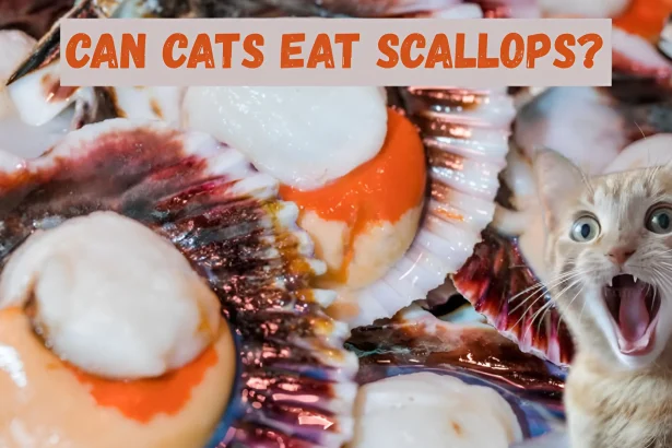 can cats eat scallops