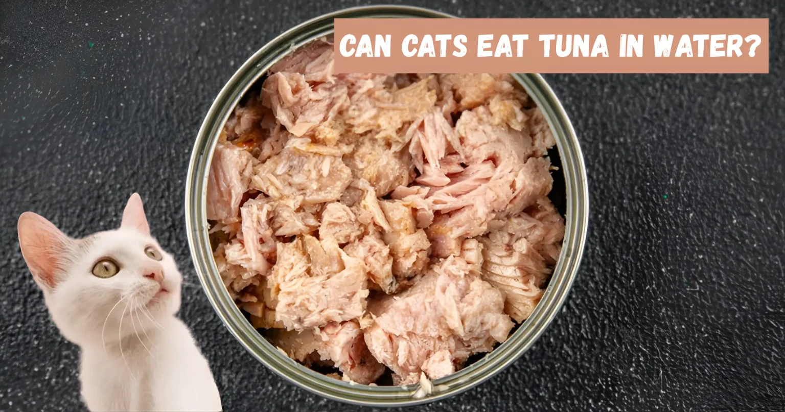 can cats eat tuna in water