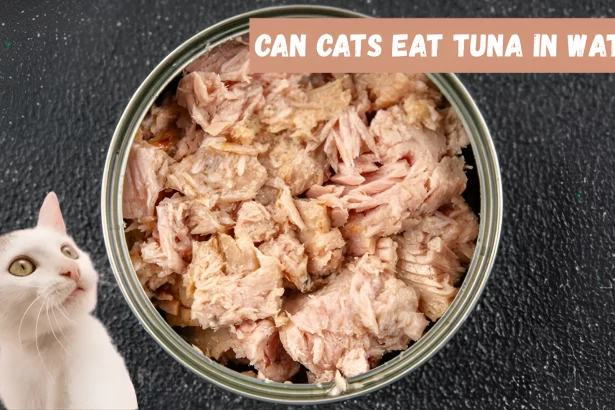 can cats eat tuna in water