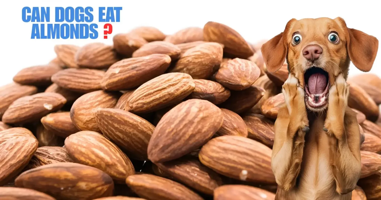 can dogs eat almonds