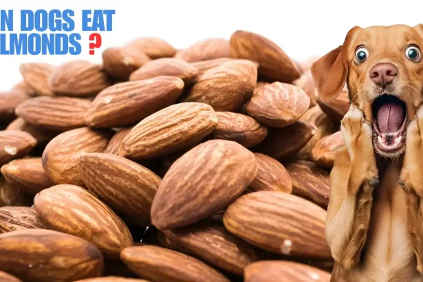 can dogs eat almonds