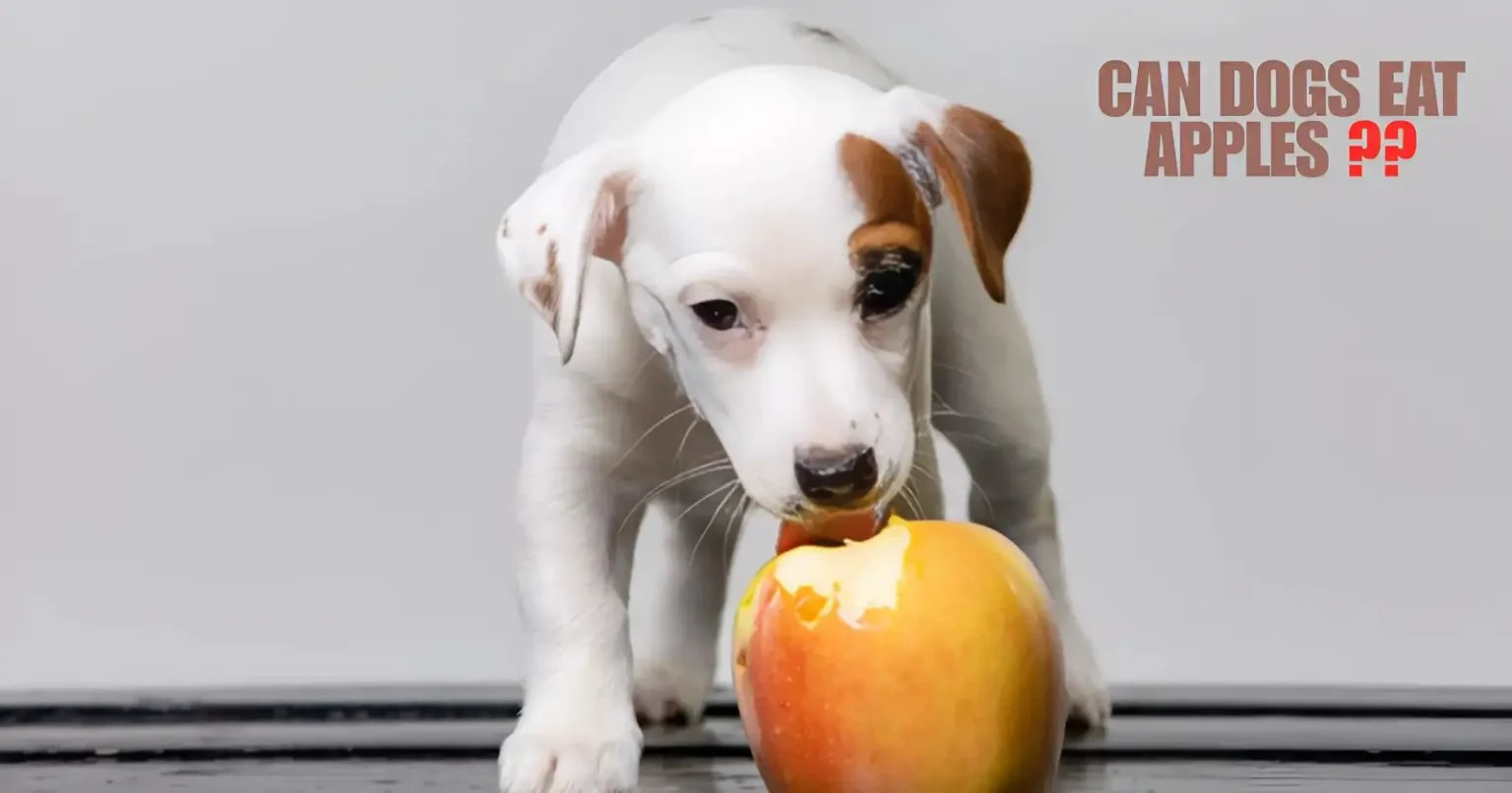 can dogs eat apples