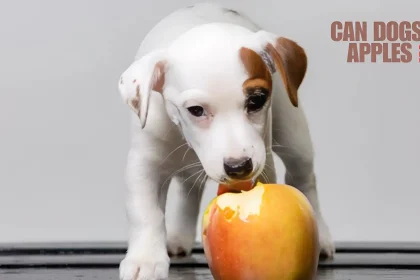 can dogs eat apples