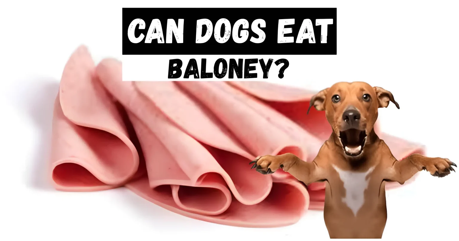 can dogs eat baloney