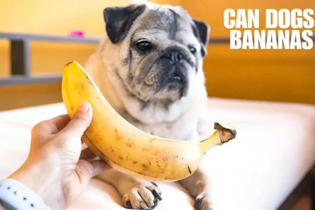 can dogs eat bananas