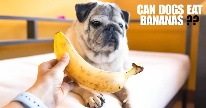 can dogs eat bananas