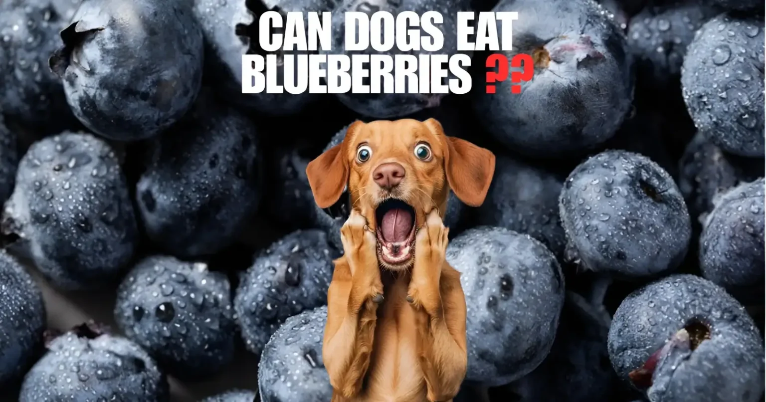 can dogs eat blueberries