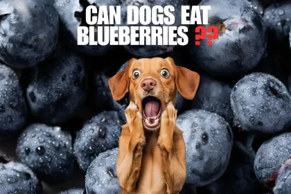 can dogs eat blueberries
