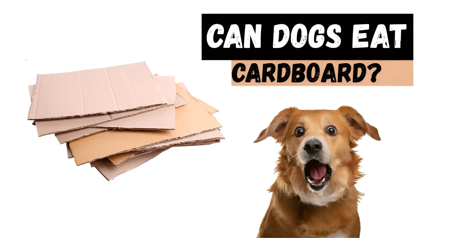 can dogs eat cardboard