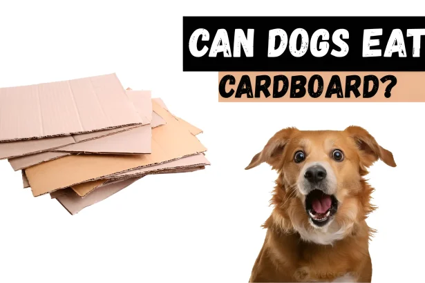 can dogs eat cardboard