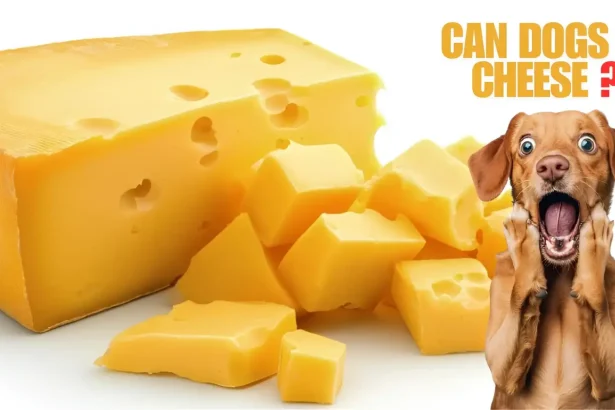 can dogs eat cheese