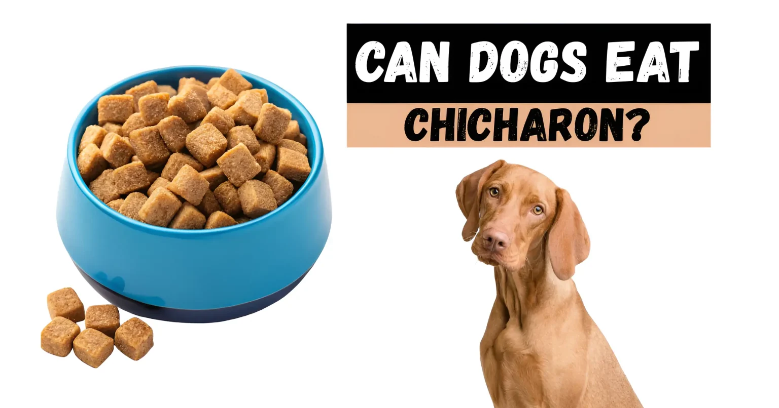 can dogs eat chicharon