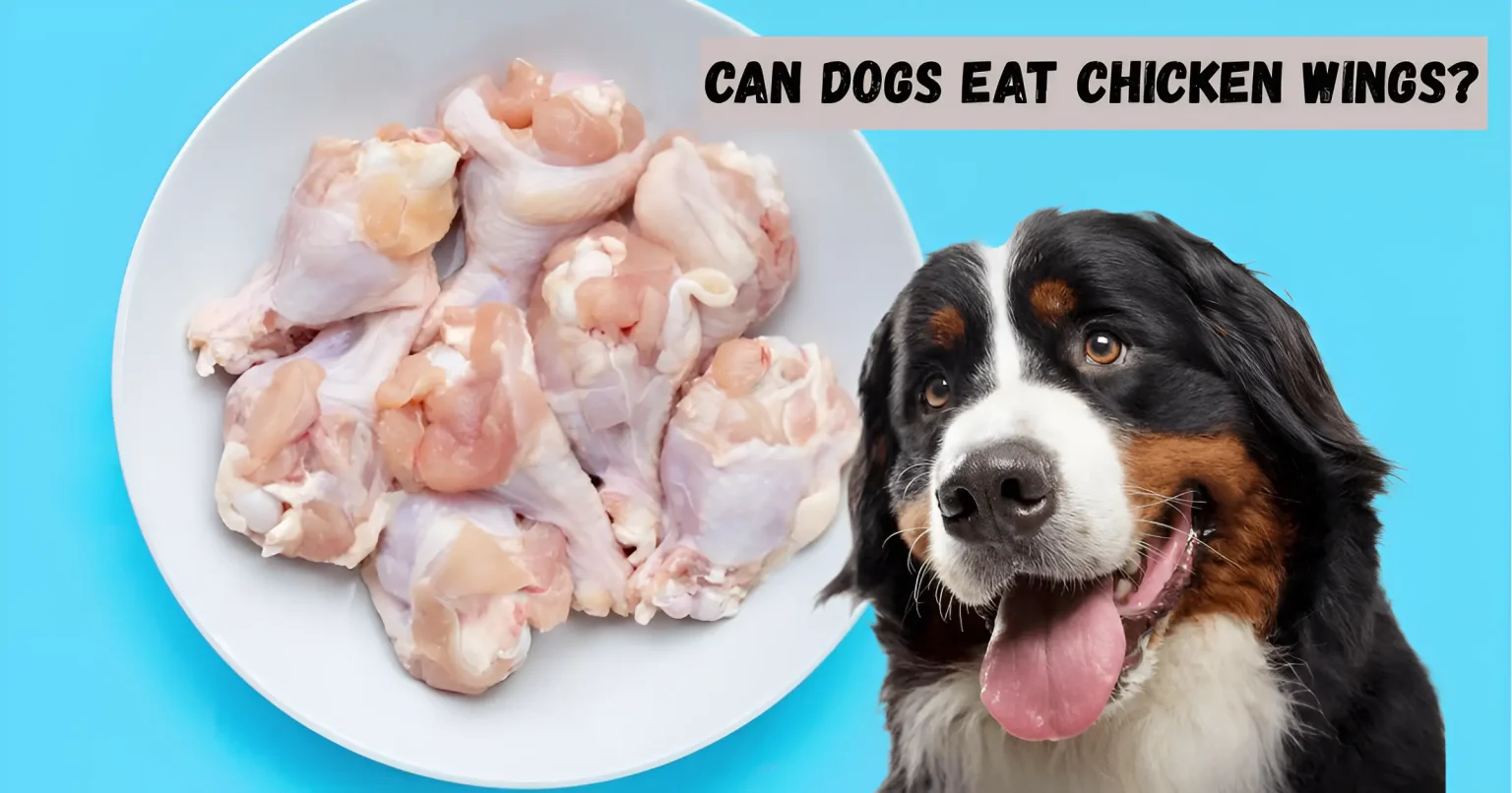 can dogs eat chicken wings