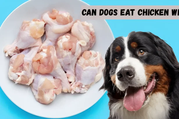 can dogs eat chicken wings
