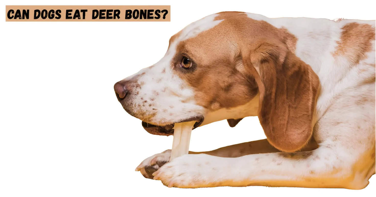 can dogs eat deer bones