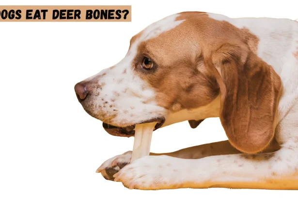 can dogs eat deer bones