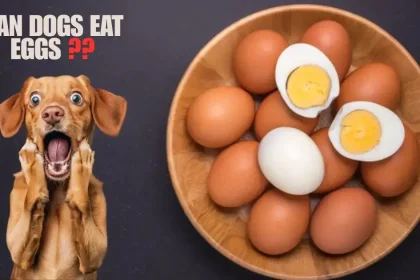 can dogs eat eggs