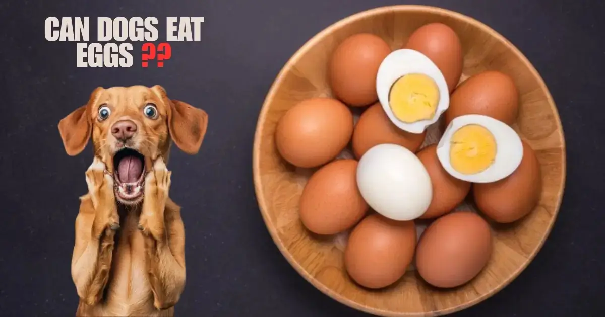can dogs eat eggs