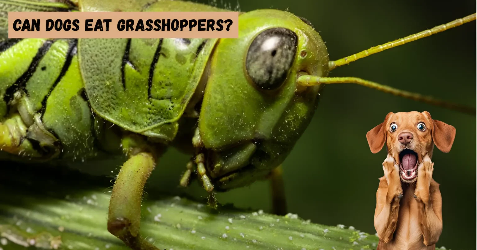 can dogs eat grasshoppers