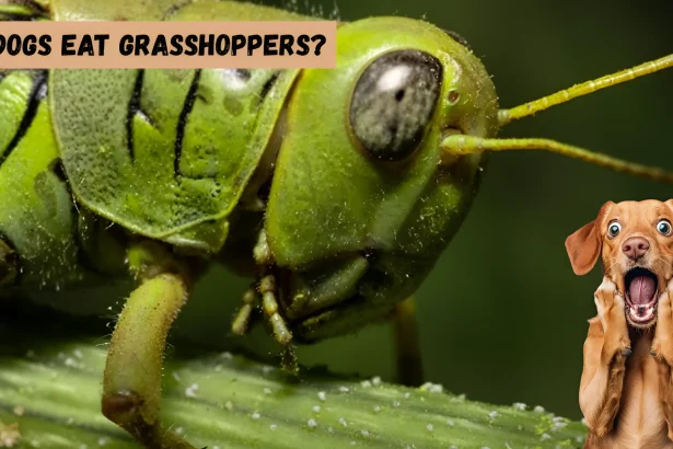 can dogs eat grasshoppers