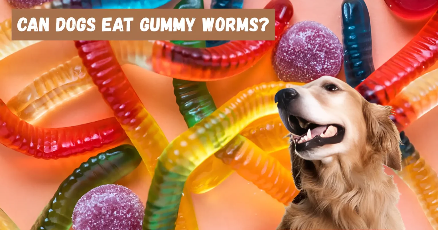 can dogs eat gummy worms