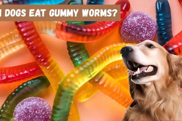 can dogs eat gummy worms