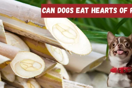 can dogs eat hearts of palm