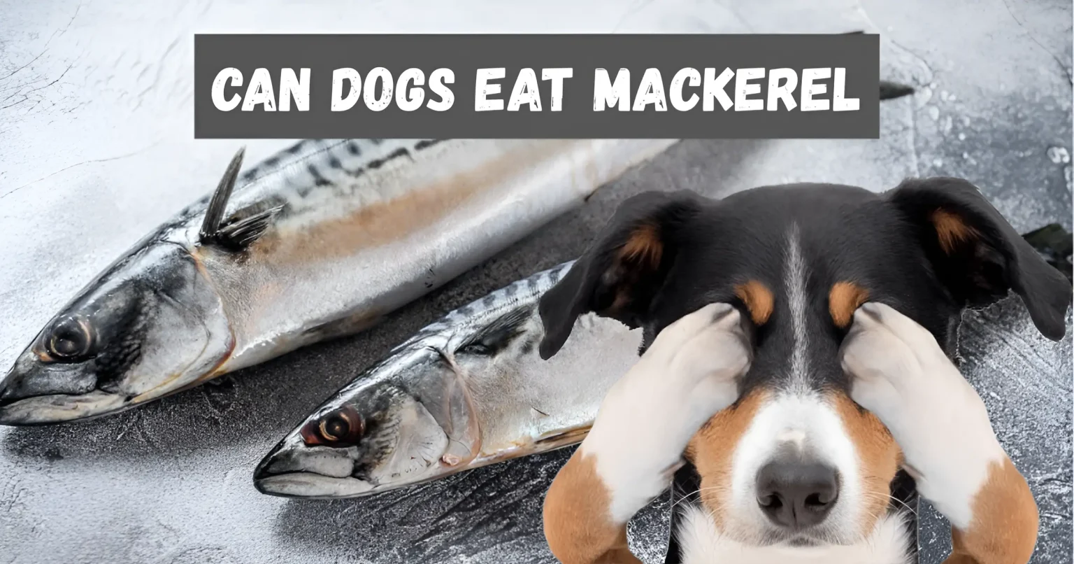 can dogs eat mackerel
