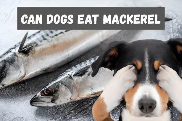 can dogs eat mackerel
