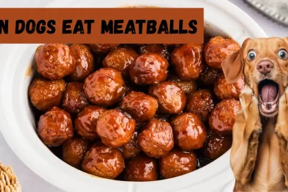 can dogs eat meatballs