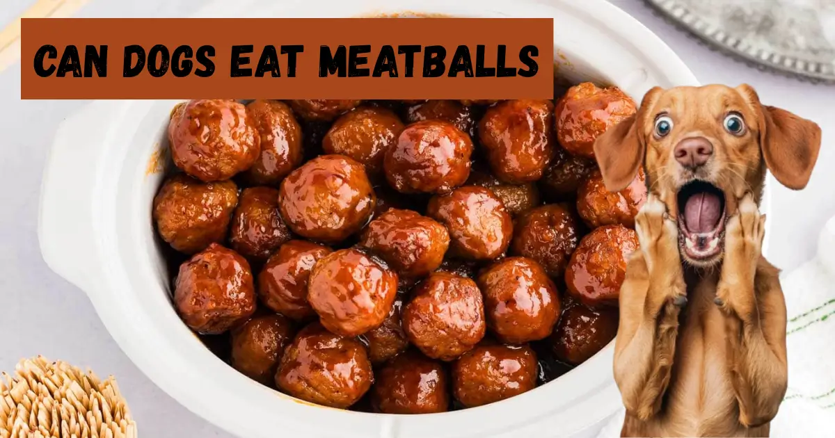 can dogs eat meatballs