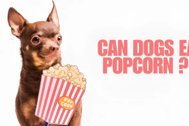 can dogs eat popcorn
