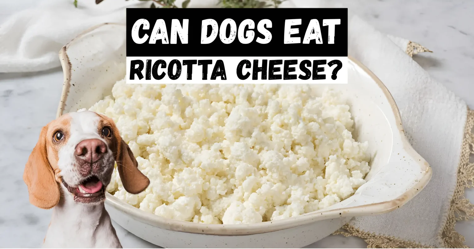 can dogs eat ricotta cheese