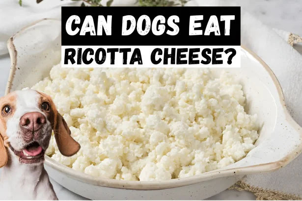 can dogs eat ricotta cheese