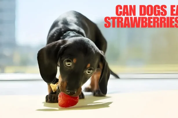 can dogs eat strawberries