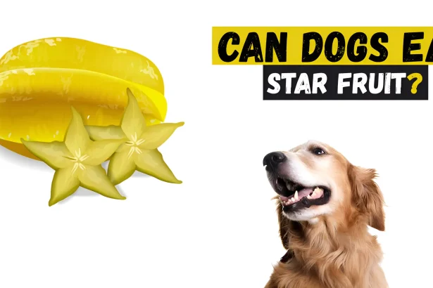 Can Dogs Eat Star Fruit