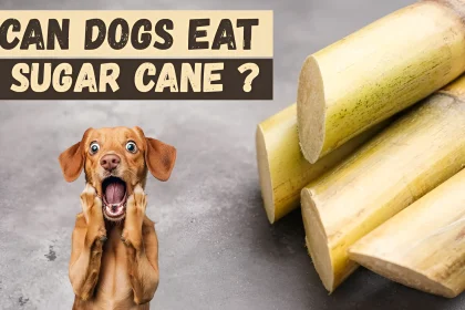 Can Dogs Eat Sugar Cane