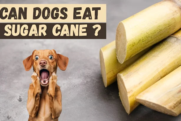Can Dogs Eat Sugar Cane