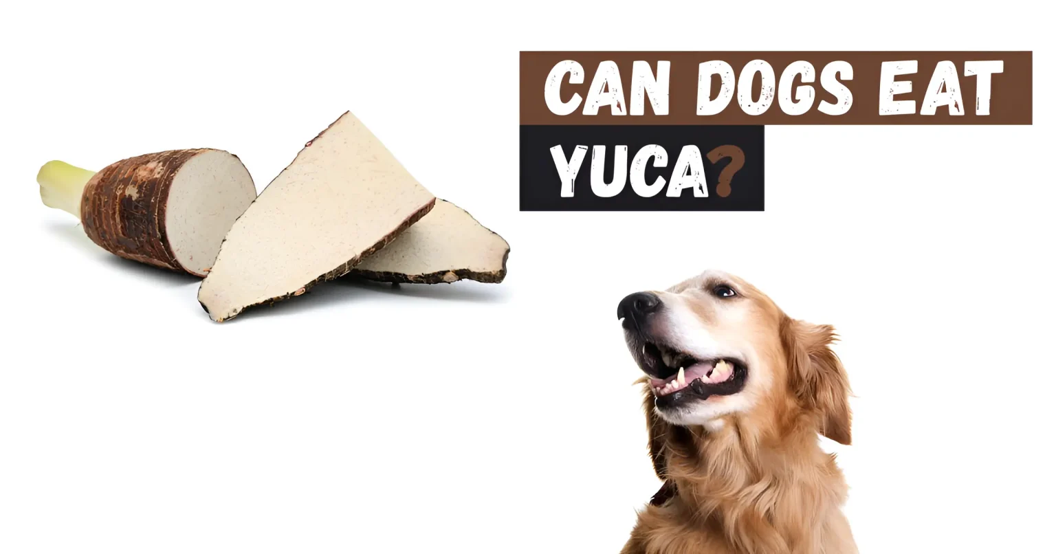 Can Dogs Eat Yuca