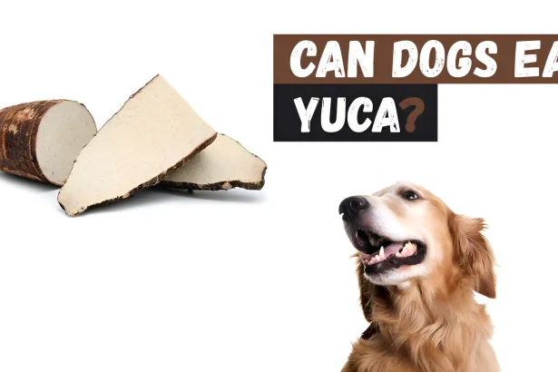 Can Dogs Eat Yuca