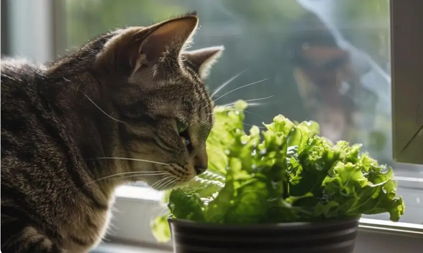 Can cats eat arugula