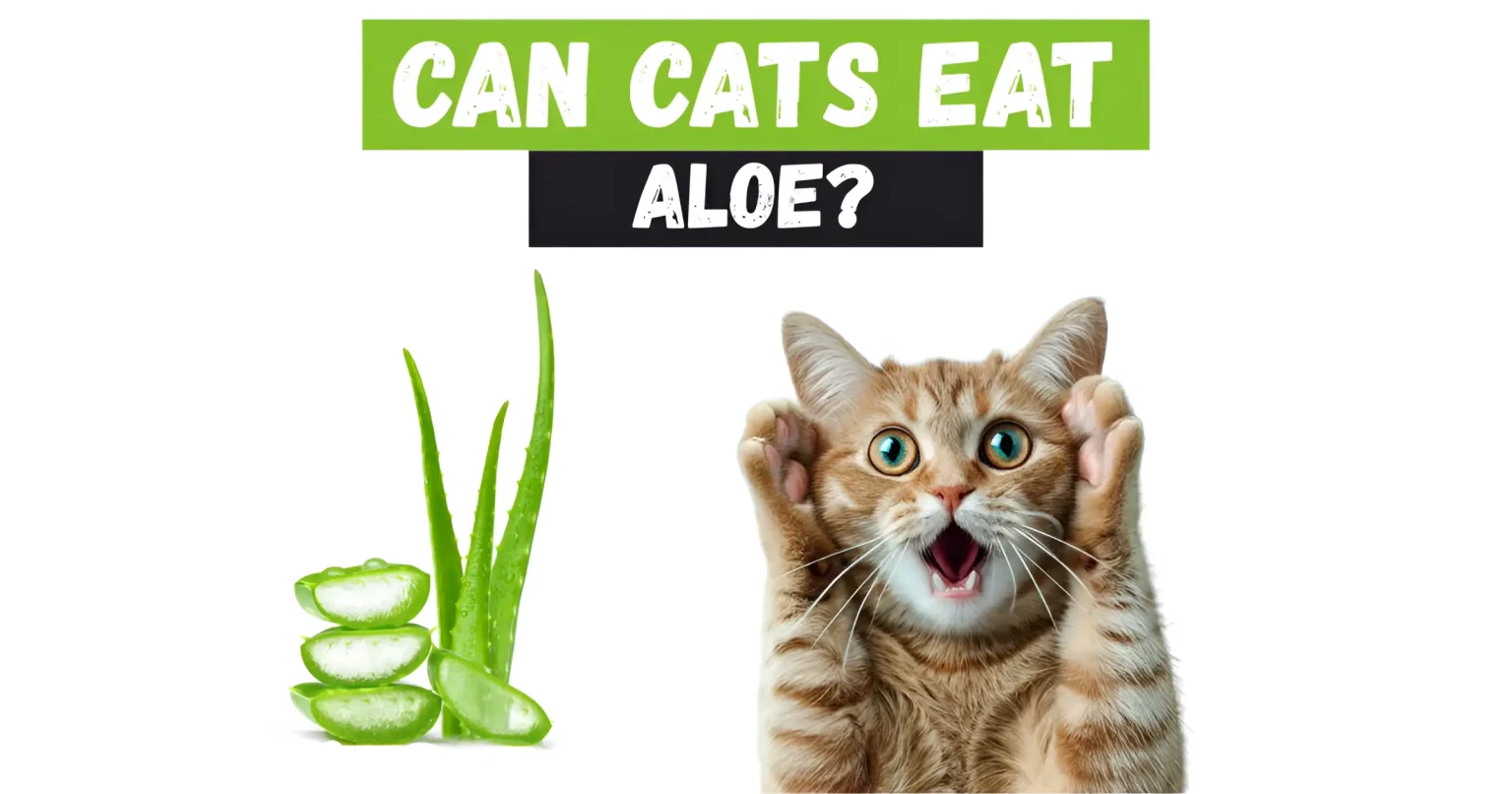 can cats eat aloe