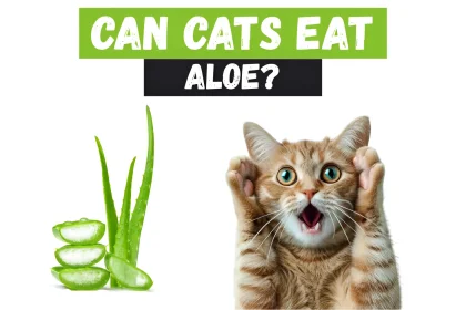 can cats eat aloe