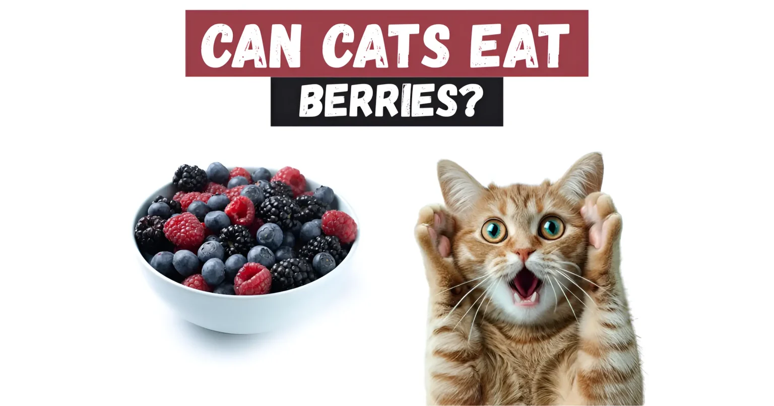 can cats eat berries