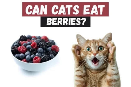 can cats eat berries