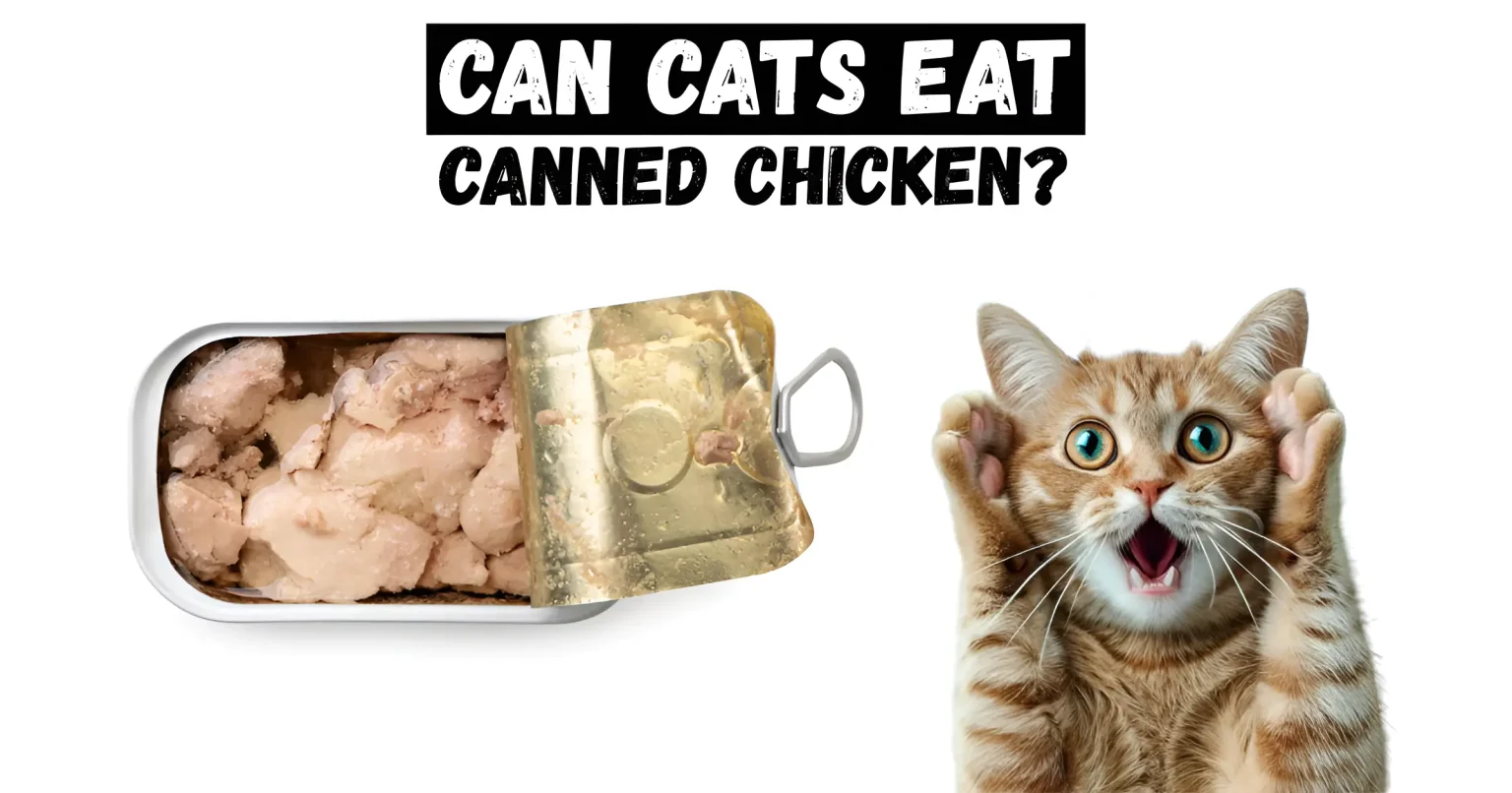 can cats eat canned chicken