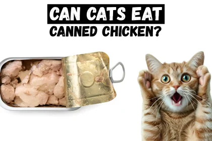 can cats eat canned chicken