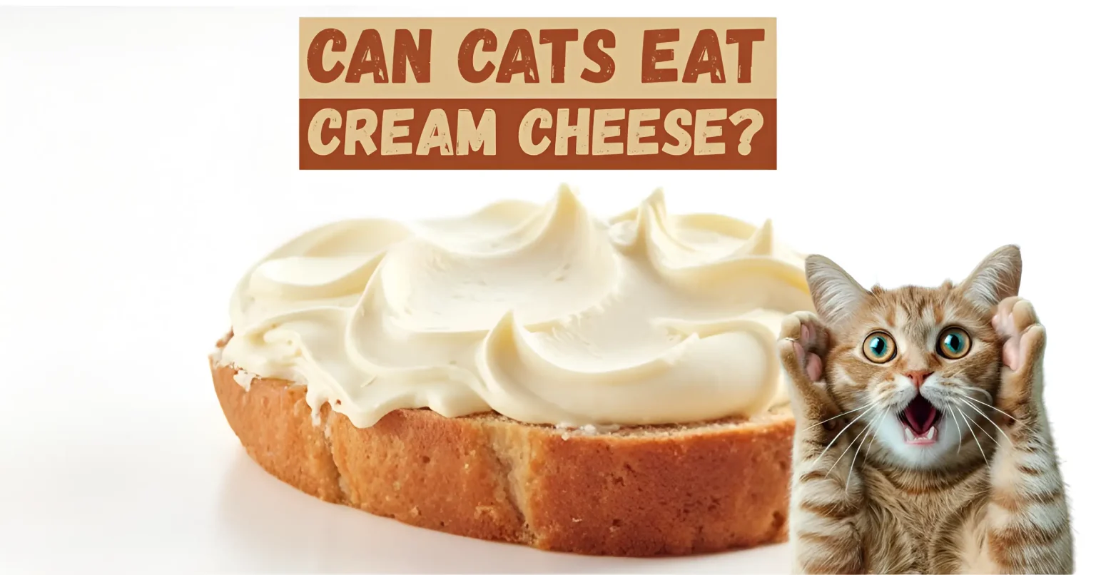 can cats eat cream cheese